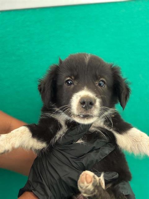 A255582 - Border Collie / Pit Bull Terrier available for adoption
