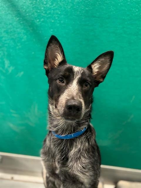 A254770 - Australian Shepherd available for adoption