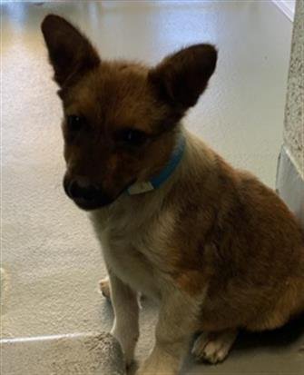 A255362 - German Shepherd Dog available for adoption