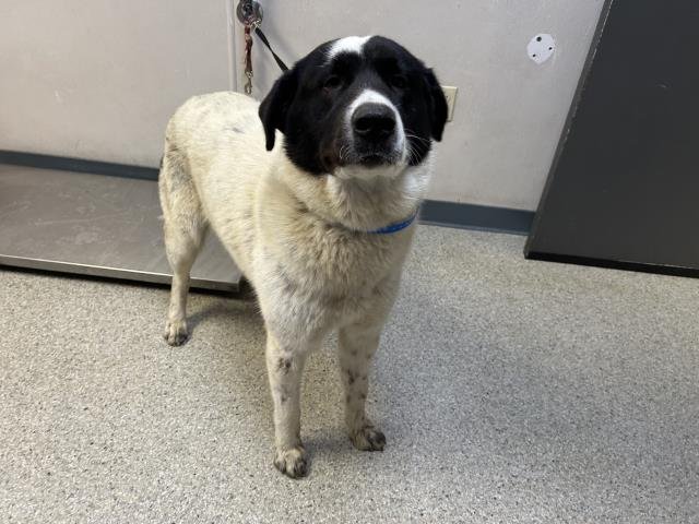 A251765 - Greyhound available for adoption