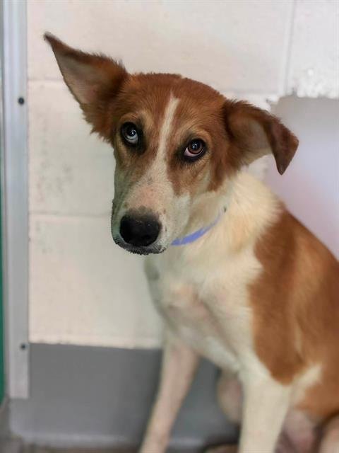 A255906 - German Shepherd Dog available for adoption