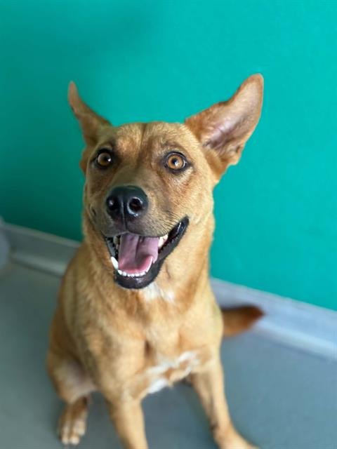 A254920 - German Shepherd Dog available for adoption