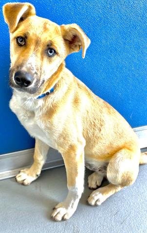 A253642 - German Shepherd Dog / Siberian Husky available for adoption