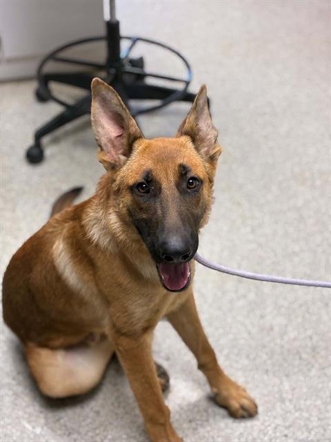 *DINO - German Shepherd Dog available for adoption