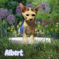 *ALBERT - Photo 1