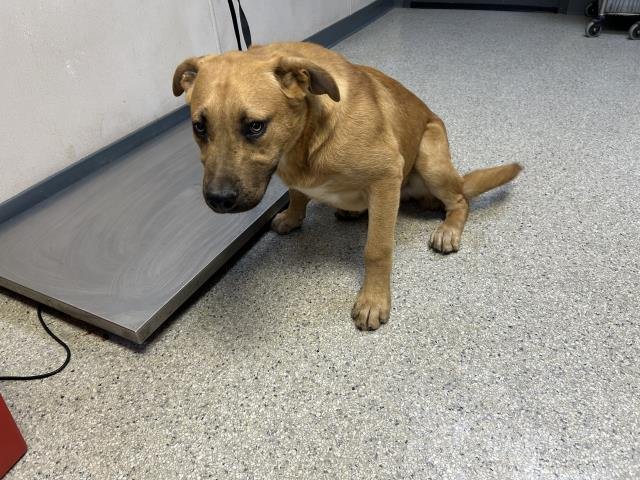 BOOTS - Pit Bull Terrier available for adoption