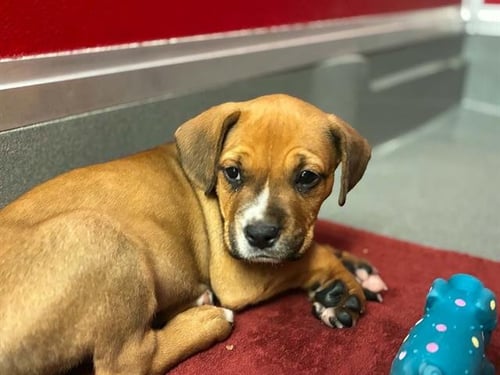 A255035 - Boxer available for adoption
