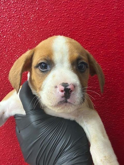 A255385 - Mastiff available for adoption