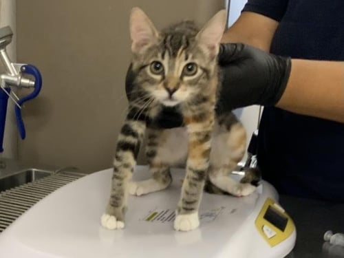 *SANDY - Domestic Short Hair for adoption in Visalia