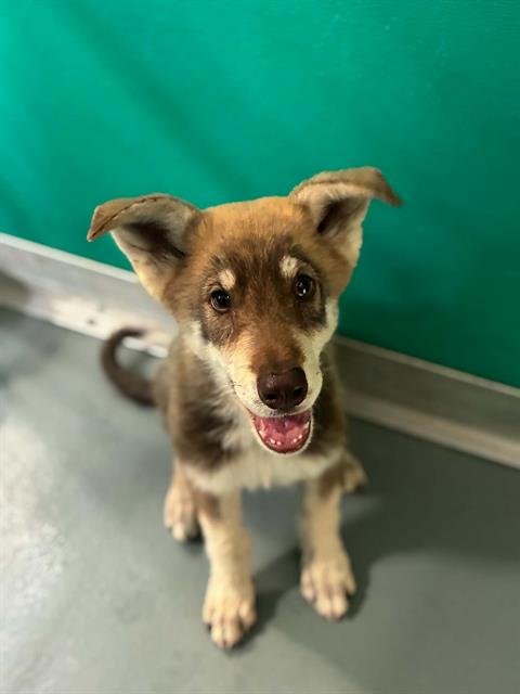 A255801 - German Shepherd Dog available for adoption