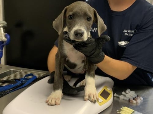 A255872 - Pit Bull Terrier available for adoption