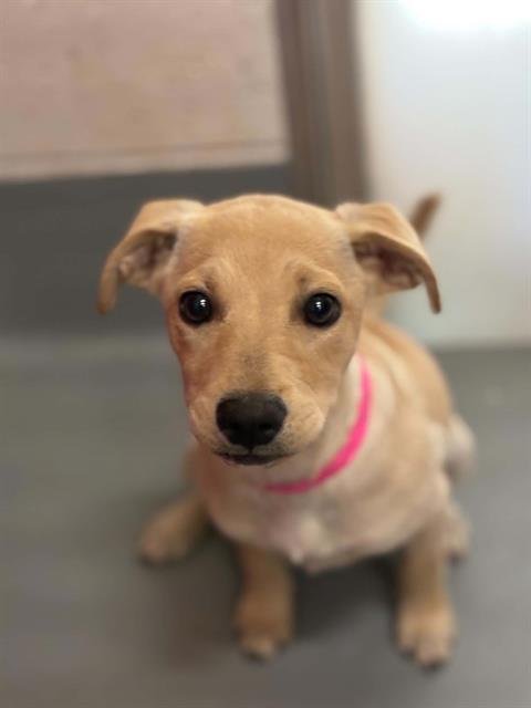 A255374 - Labrador Retriever available for adoption