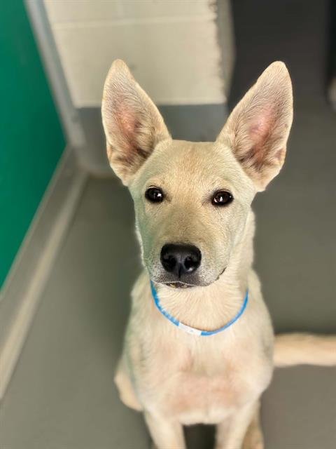 A255089 - German Shepherd Dog available for adoption