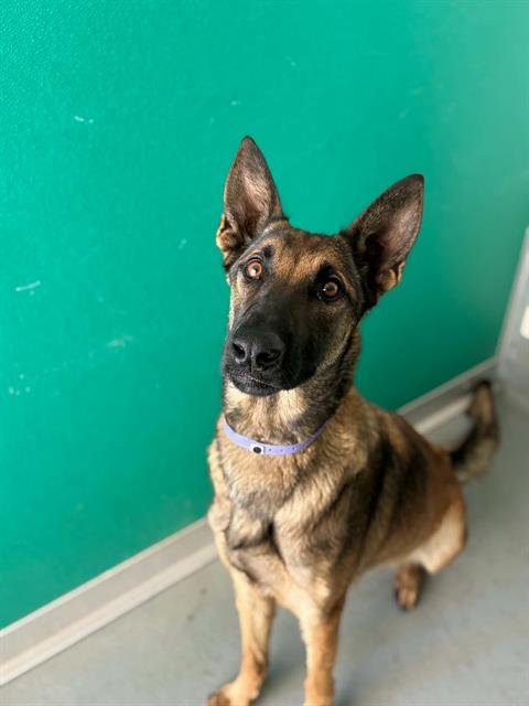 A255324 - German Shepherd Dog available for adoption