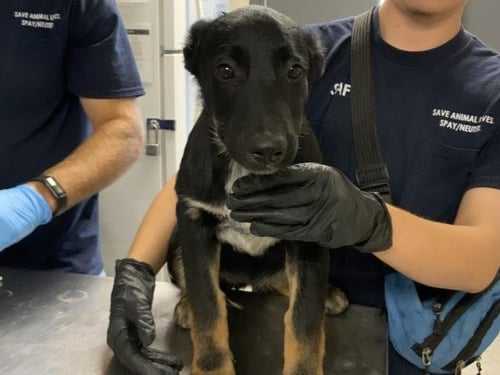 A256024 - German Shepherd Dog available for adoption