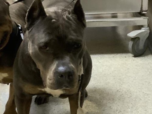 *BEATTICE - Pit Bull Terrier available for adoption