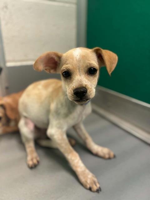 A255724 - Chihuahua available for adoption
