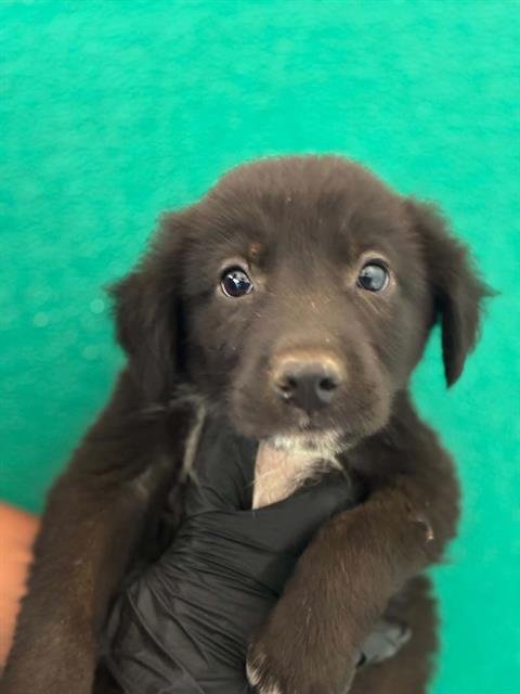 A255580 - Border Collie / Pit Bull Terrier available for adoption