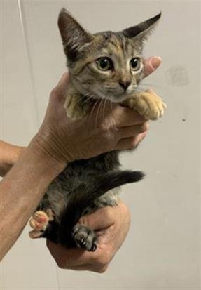 A255165 - Domestic Short Hair available for adoption
