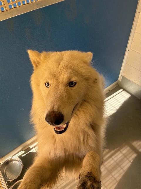 A255148 - Siberian Husky available for adoption