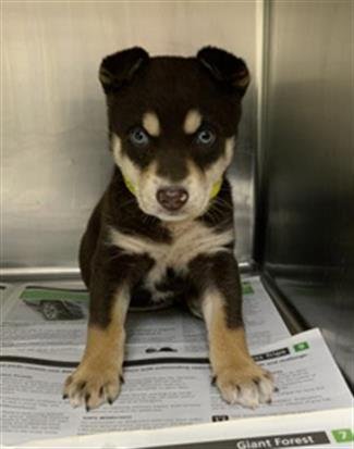 A251753 - Siberian Husky available for adoption