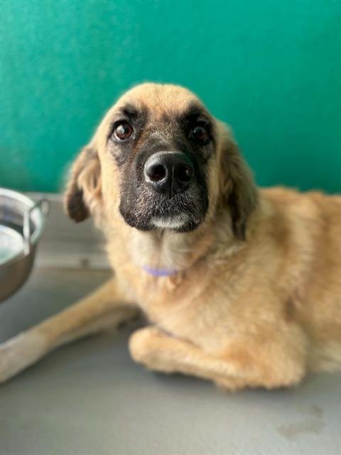 A255849 - German Shepherd Dog available for adoption