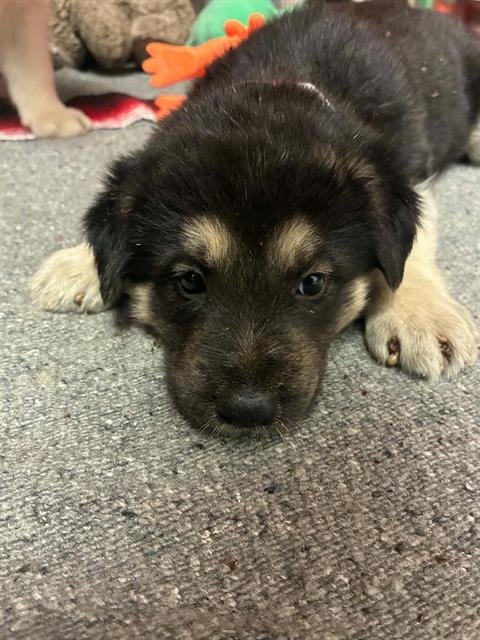 A255353 - Border Collie available for adoption