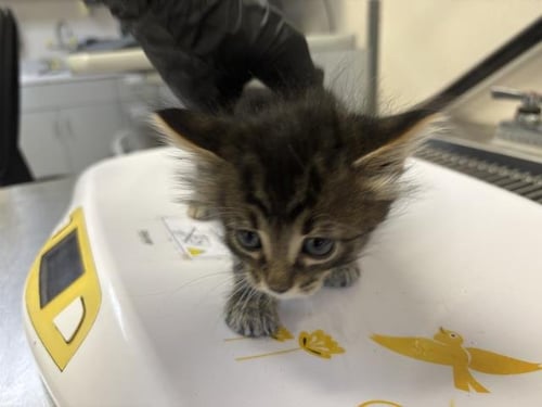 *DYLAN - Domestic Medium Hair for adoption in Visalia