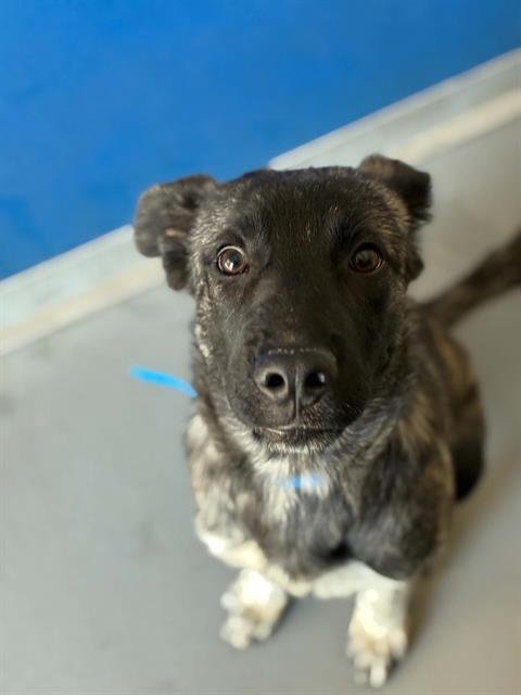 A255713 - German Shepherd Dog available for adoption