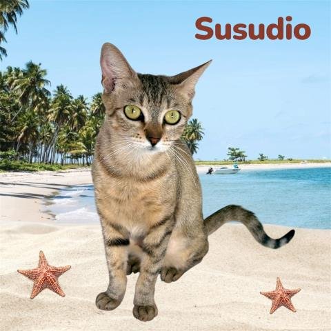 SUSUDIO - Domestic Short Hair available for adoption