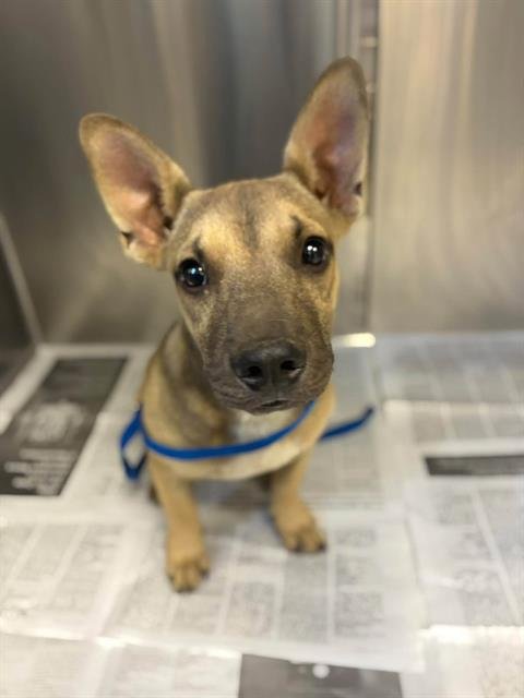 A256059 - French Bulldog available for adoption