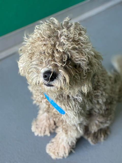 A256064 - Poodle (Miniature) available for adoption