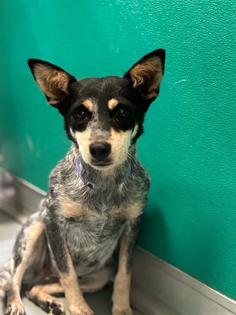 A255845 Image