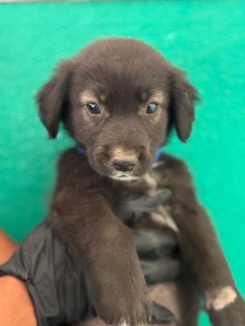 A255581 - Border Collie / Pit Bull Terrier available for adoption