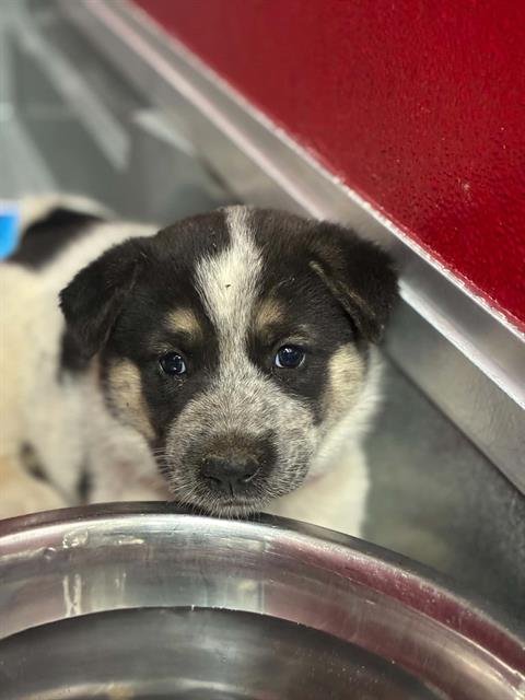 A255352 - Border Collie available for adoption