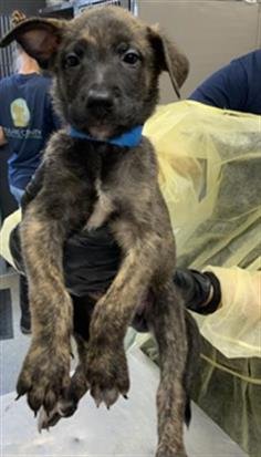 A255534 - German Shepherd Dog available for adoption