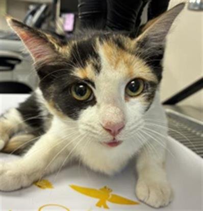 A255034 - Domestic Short Hair available for adoption