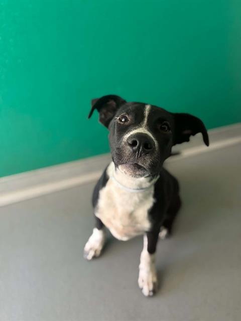 A255698 - Pit Bull Terrier available for adoption