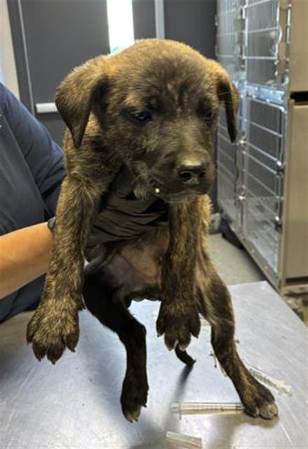 A253766 - Labrador Retriever available for adoption