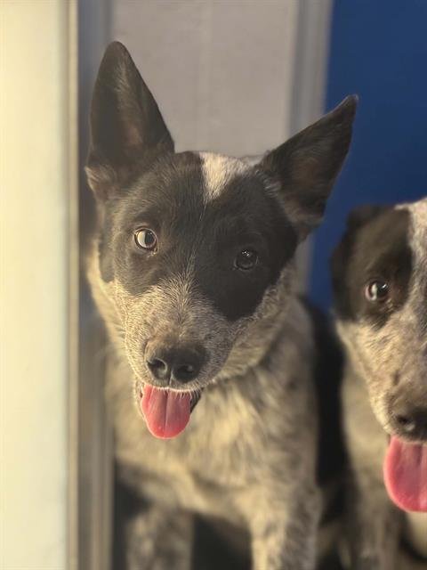 A255503 - Queensland Heeler available for adoption