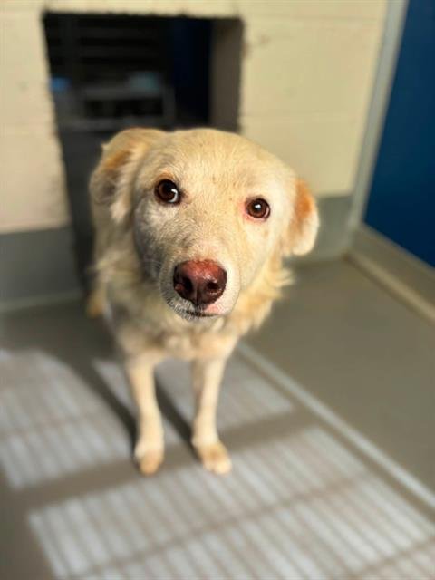 *HAKU - Australian Shepherd available for adoption
