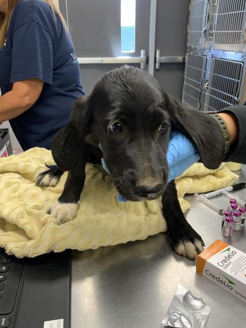 A255637 - Plott Hound available for adoption
