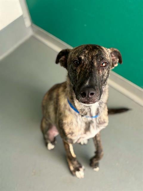 A255804 - Greyhound available for adoption