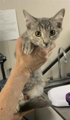 A255164 - Domestic Short Hair available for adoption