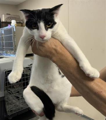 A255163 - Domestic Short Hair available for adoption