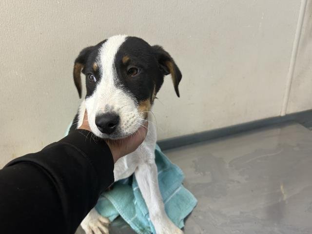 A252000 - Border Collie available for adoption