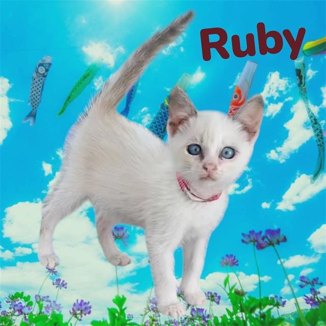 *RUBY Image