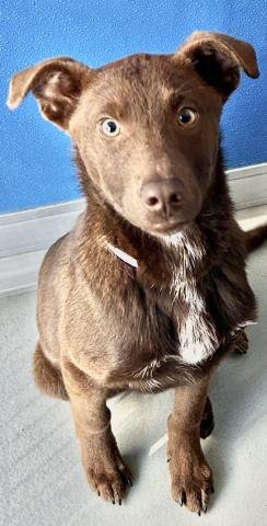 A251764 - Border Collie available for adoption