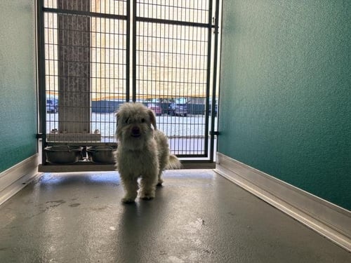 A254873 - Cairn Terrier available for adoption