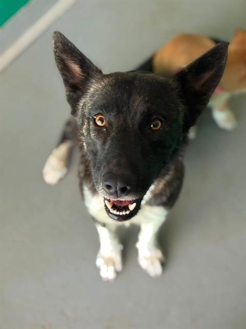 *ARIEL - German Shepherd Dog available for adoption